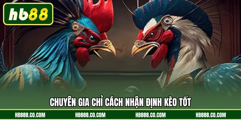 Chuyên gia chỉ cách nhận định kèo tốt 