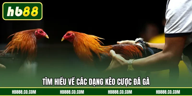 Tìm hiểu về các dạng kèo cược đá gà 