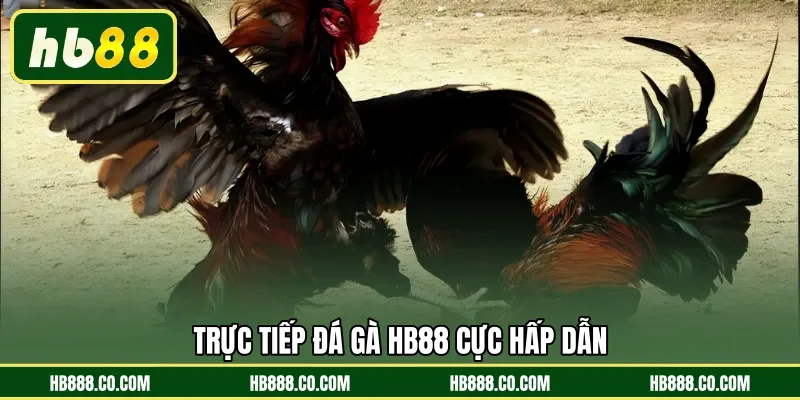 Trực tiếp đá gà HB88 cực hấp dẫn 