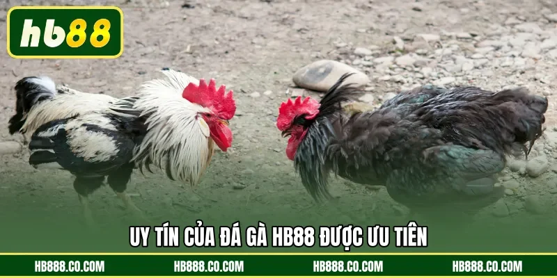 Uy tín của Đá Gà HB88 được ưu tiên 